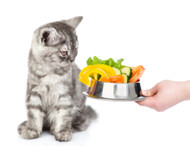 ​Why You Should not Feed your Cat a Vegetable Diet