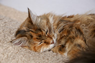 Sneezing in cats