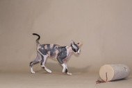Keeping Cats Healthy and Preventing Cancer – Part 5