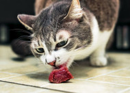 The power of protein