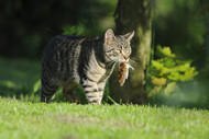 Why do Cats Eat Grass?