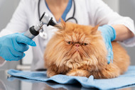 Ear Infections: More Than a Local Issue
