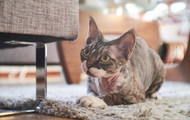The Hidden Danger: Why Scents in Your Home Can Harm Your Cat