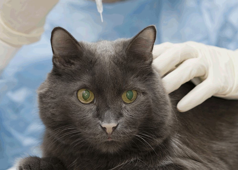 Feline diabetes Purrform Ltd