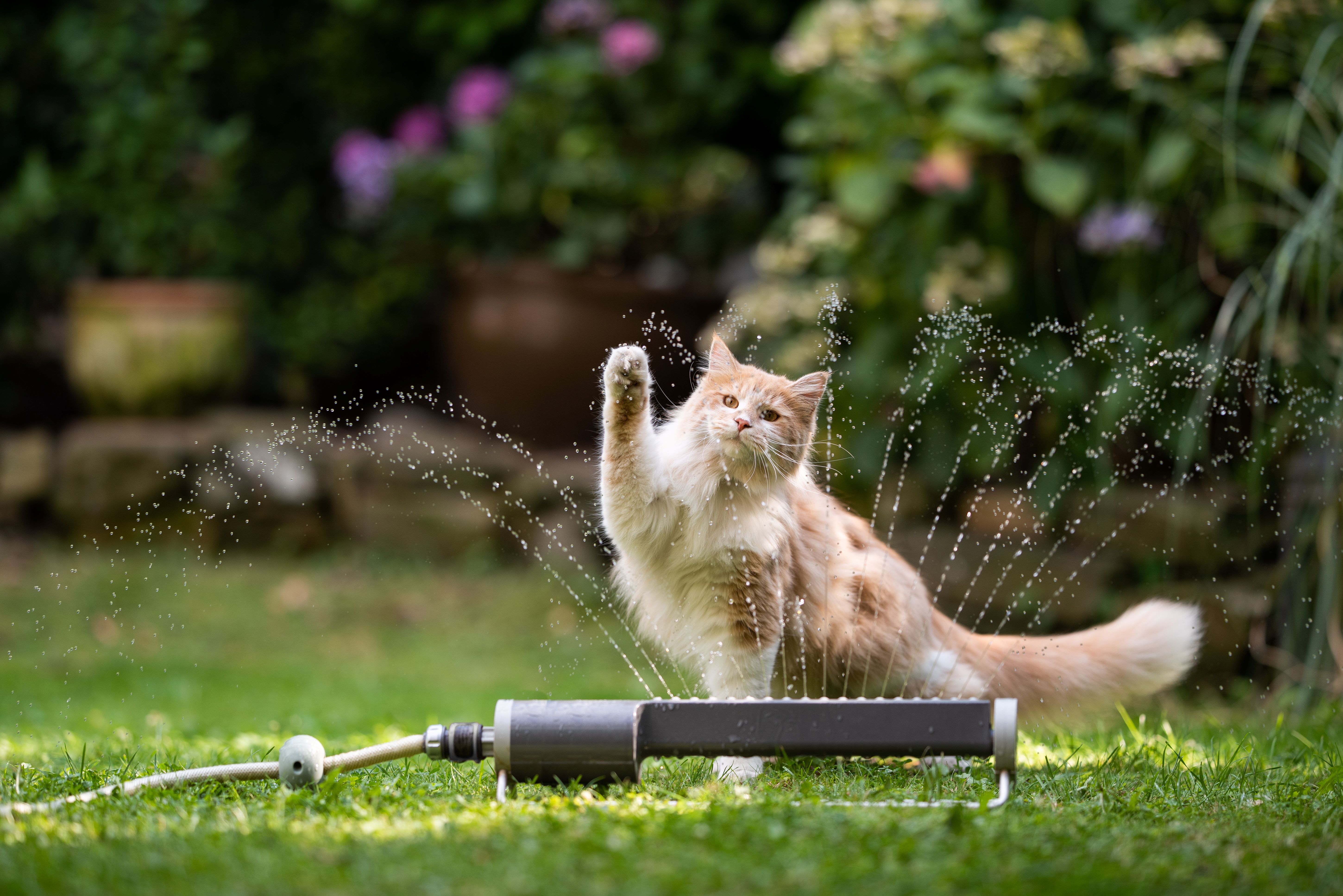 Keeping cats cool in the summer Purrform Ltd