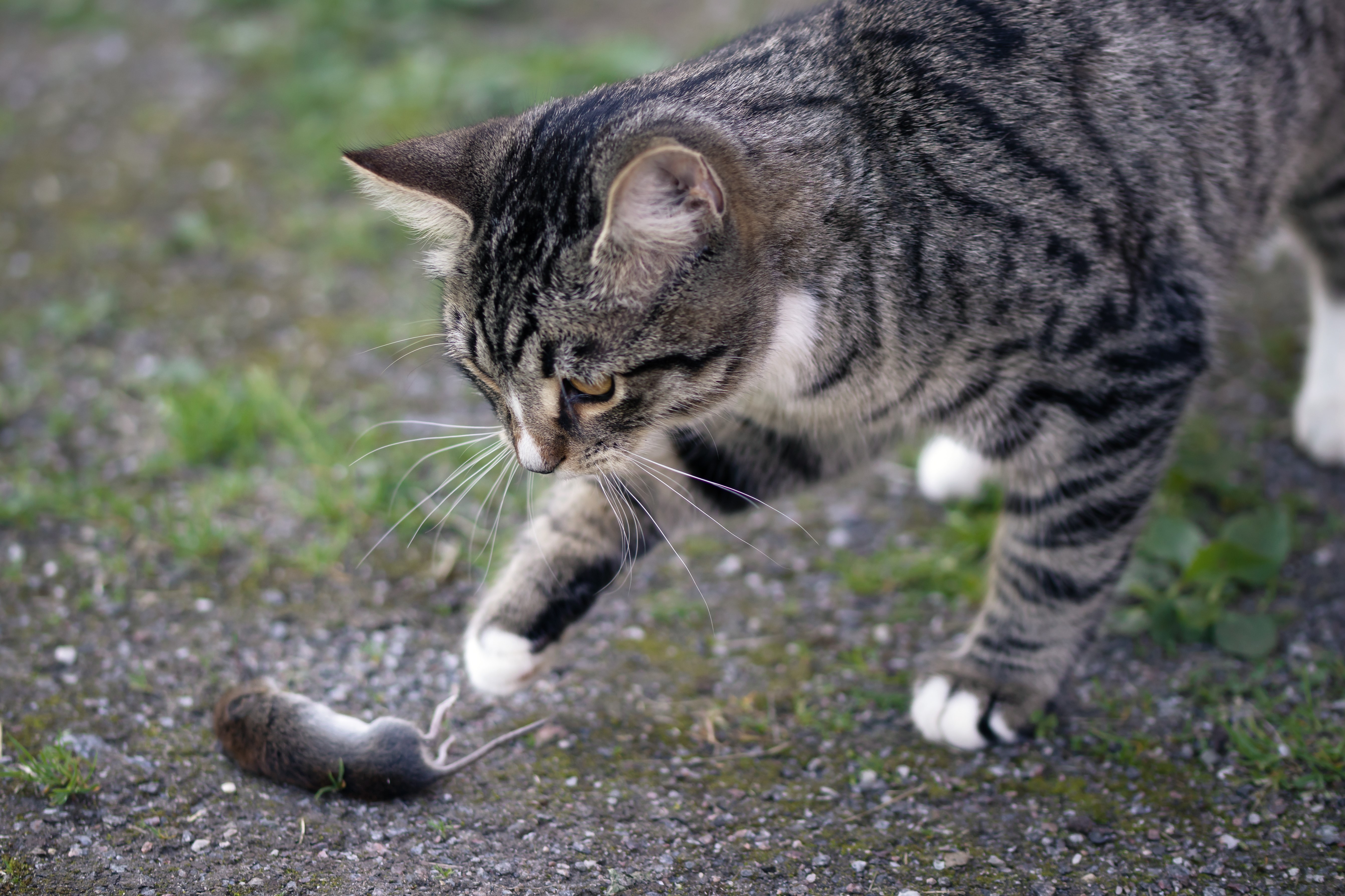 Why do cats bring animals as gifts? - Purrform Ltd