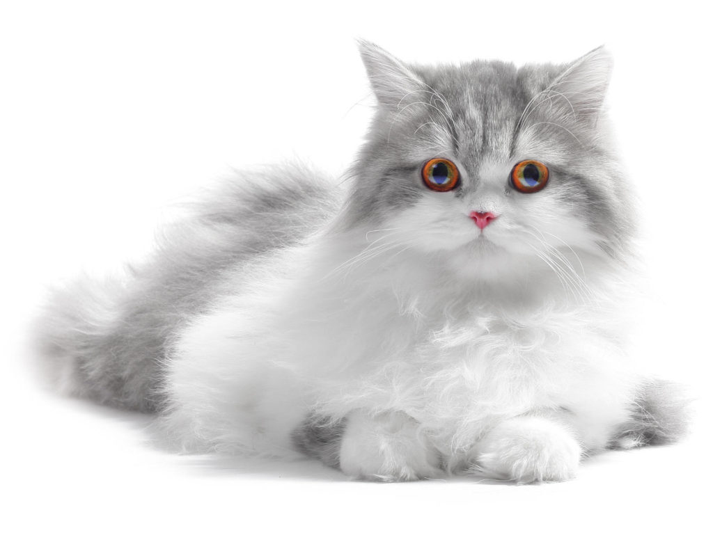 Keeping your cat’s skin and coat healthy Purrform Ltd