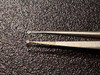 Ring photo of Scanlan 4004-224 Dennis Micro Forceps, 1mm Rings, 8.25"