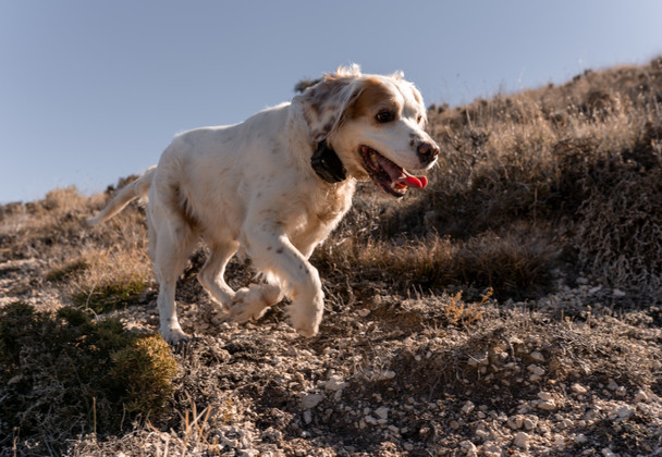 Unleash the Power: Artisan Power's New Line of Game-Changing Dog Collar Batteries