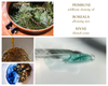 Skin Clarity Ritual