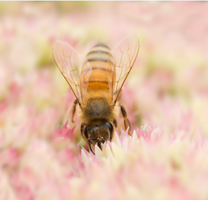 Honey Bee Ingredients