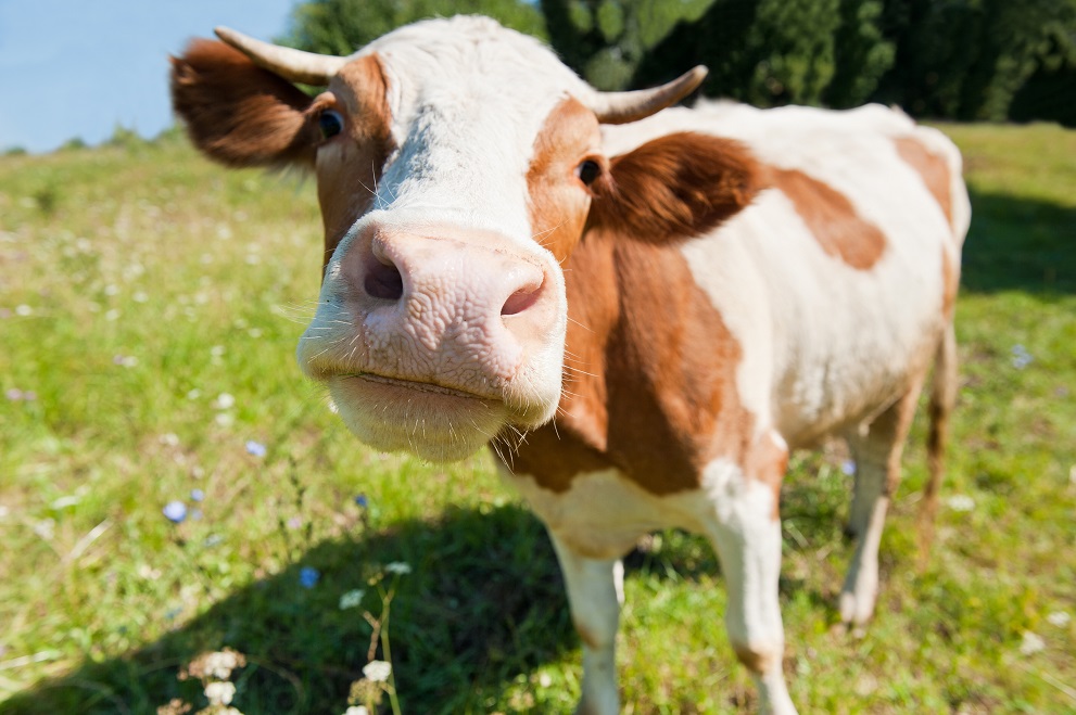Why Dairy is sabotaging your skin and causing acne