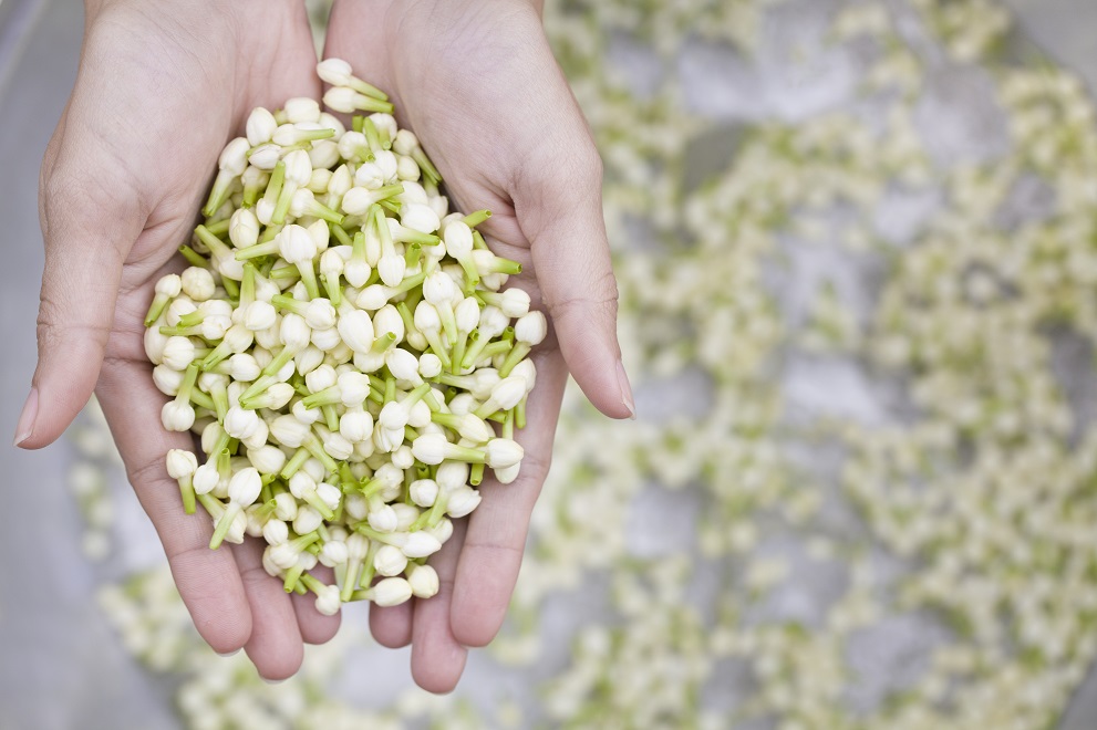 Beauty Benefits of Jasmine