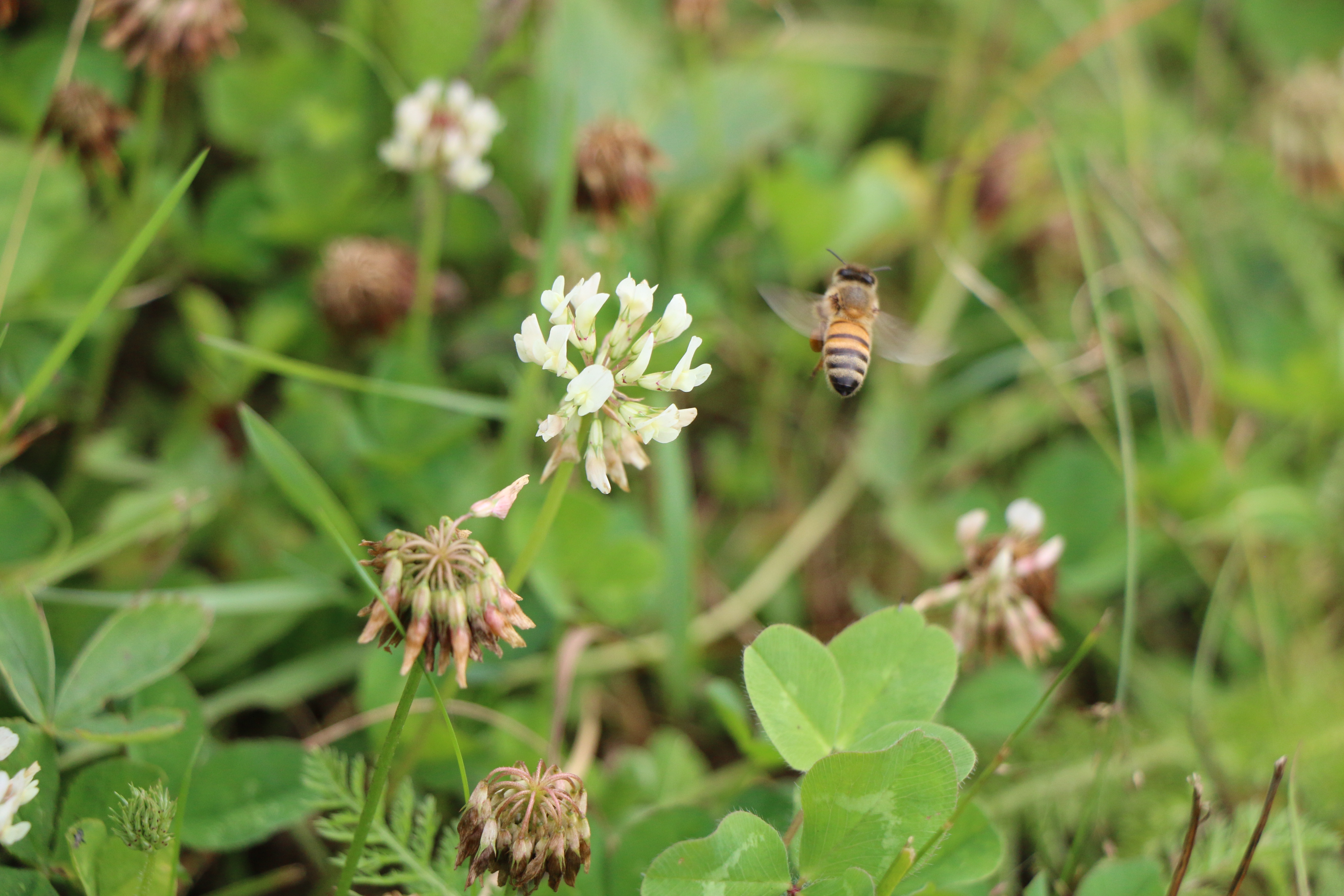 honeybees among the clover