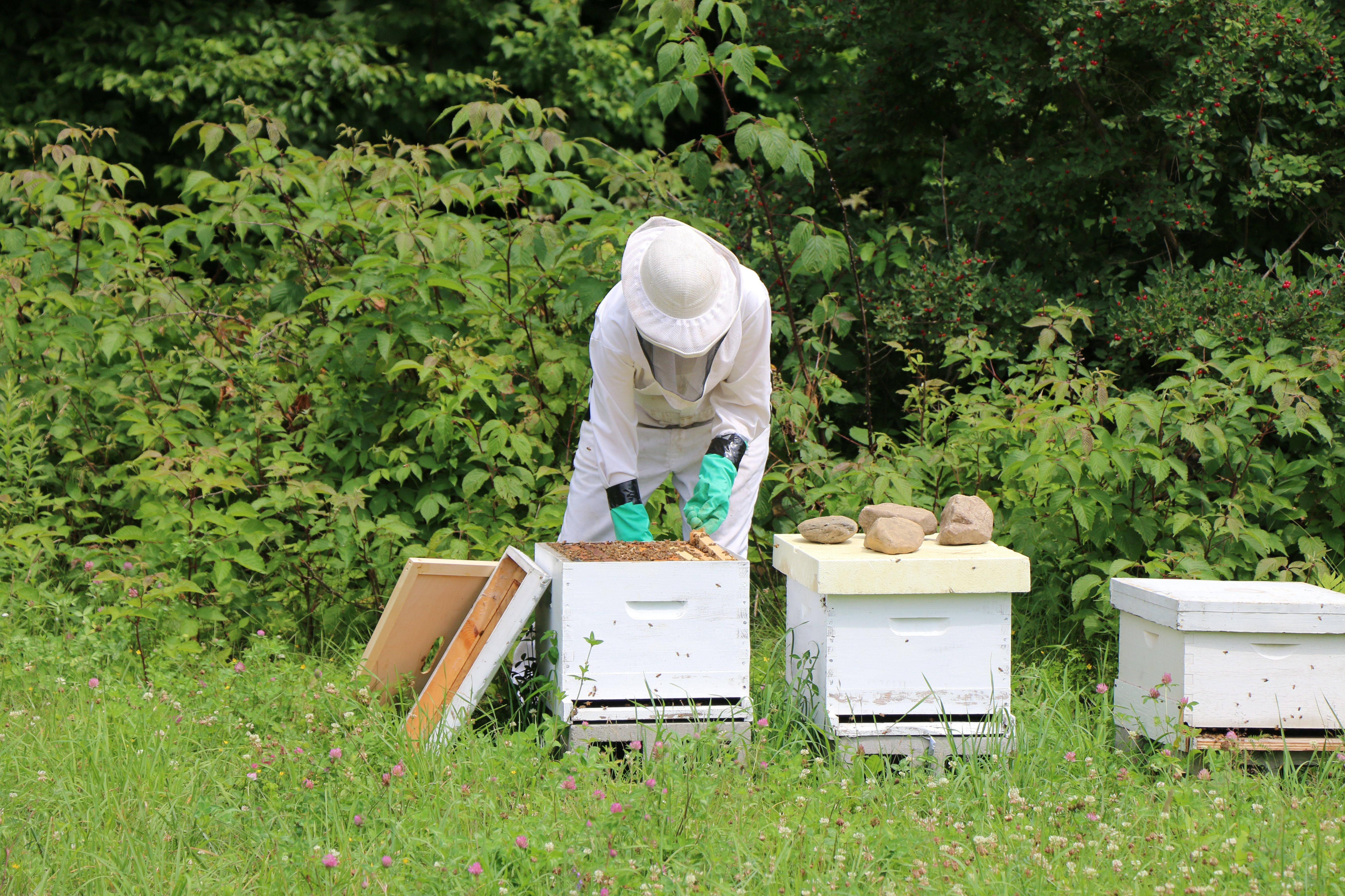 Molly Beekeeping