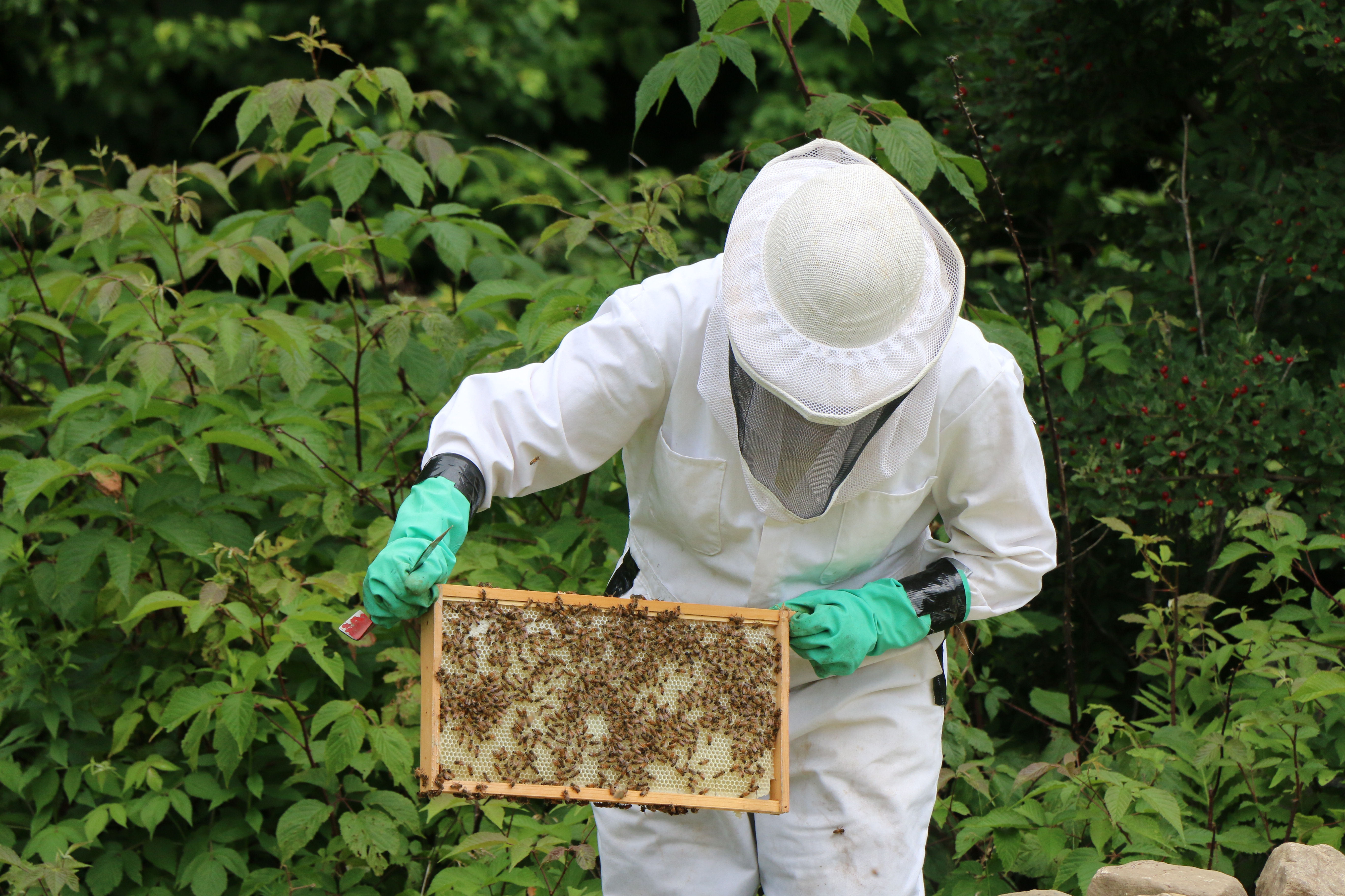 Molly beekeeping