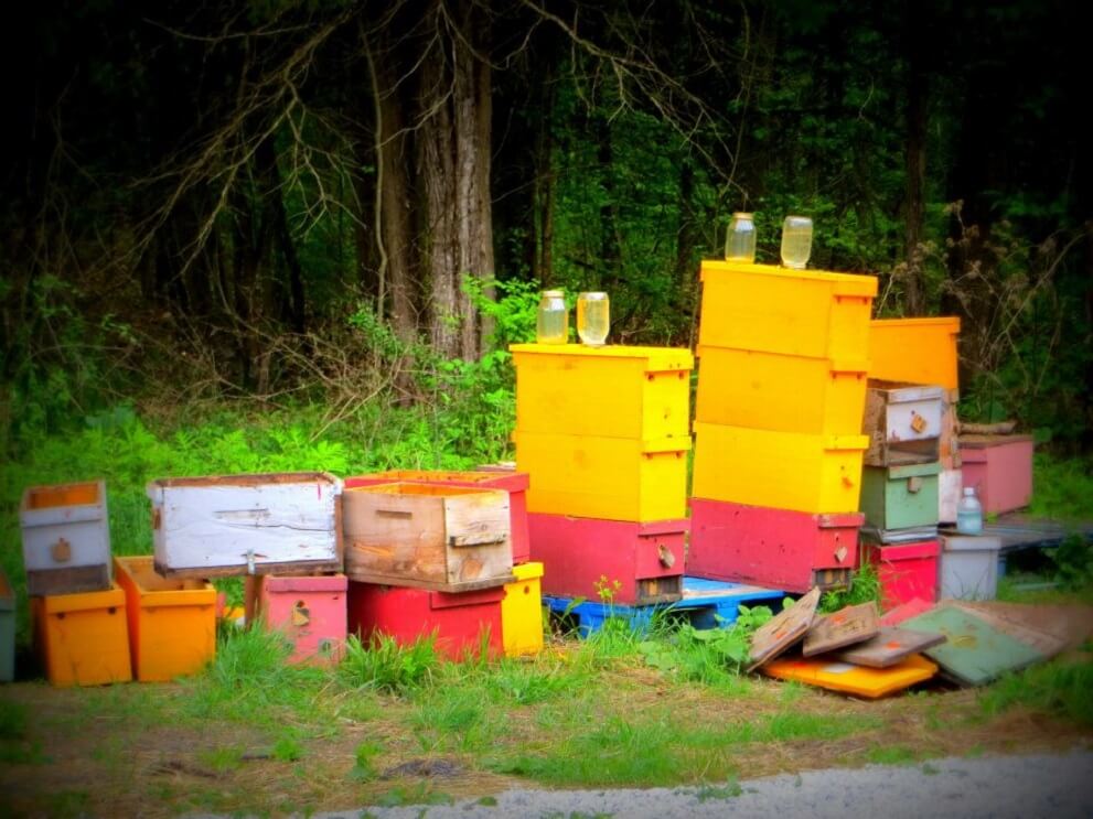 rainbow hives