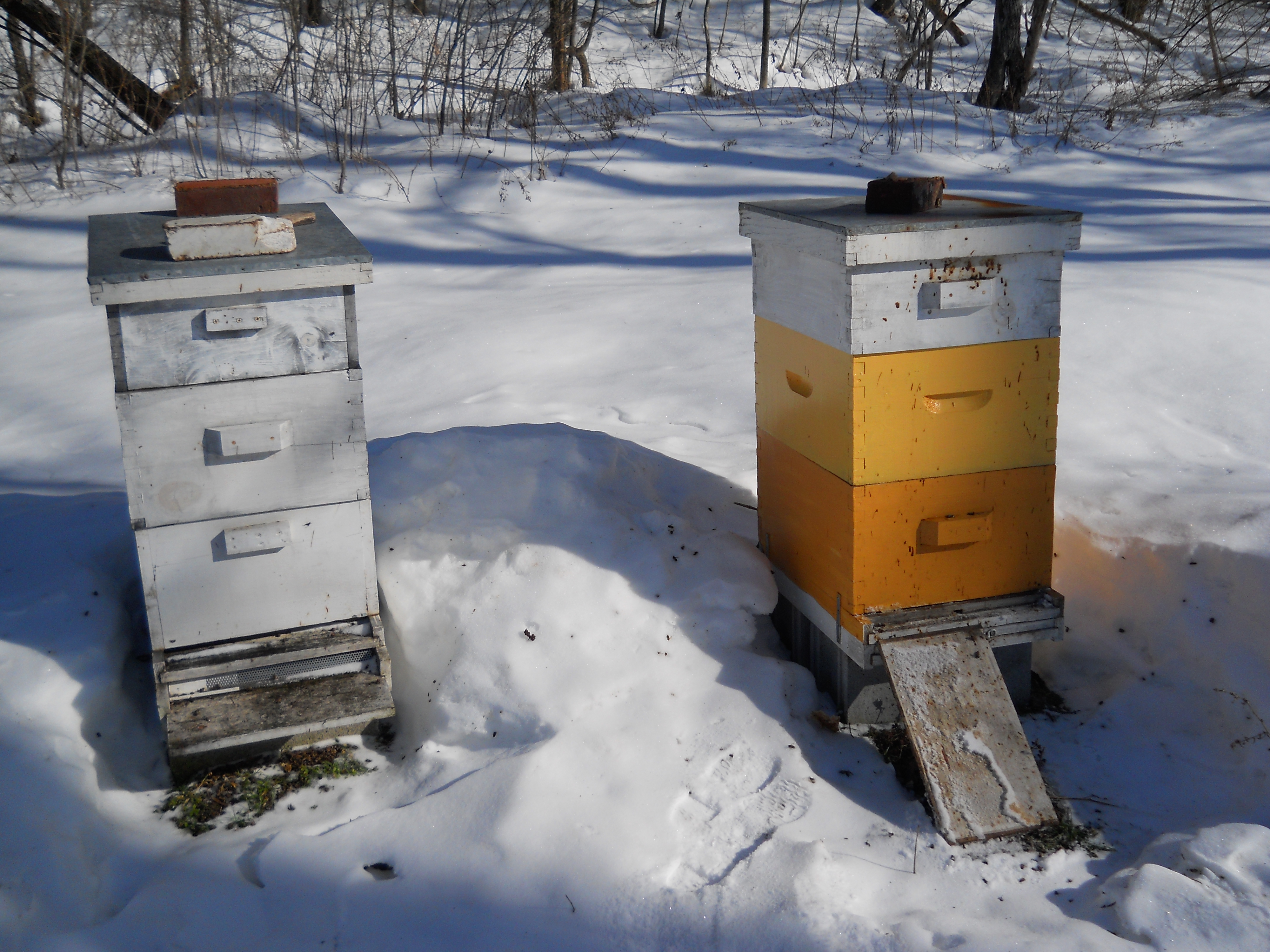 winter-hives-2.jpg