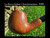 La Rocca Churchwarden Pipes at Pipeshoppe.com