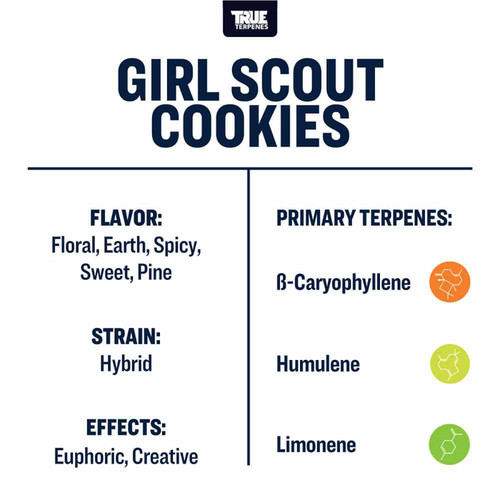 True Terpenes Girl Scout Cookies Profile 15ml