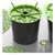 FloraFlex 7.5-9 Matrix 12 Pack