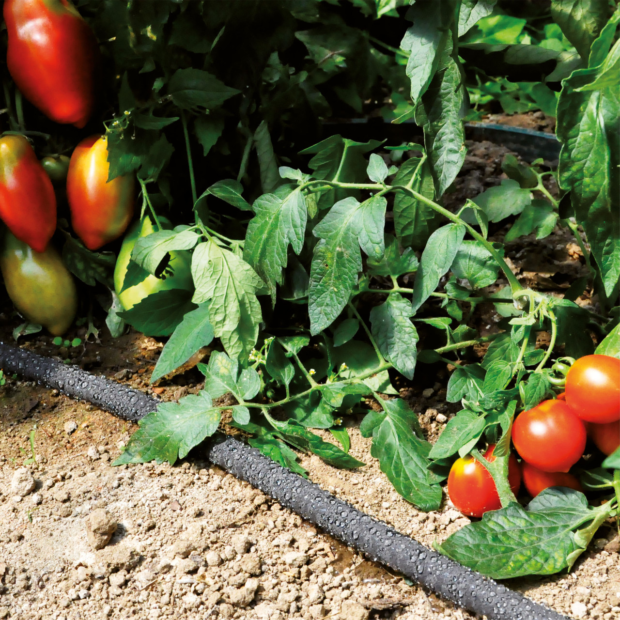 Gocciolatori: HUNTER RZWS 1025 Irrigatore alberi e arbusti