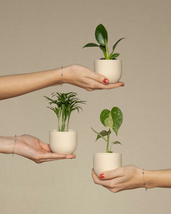 3 Plant Bundle
