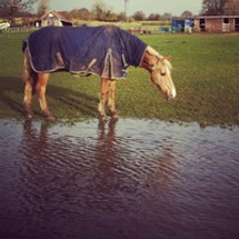 5 Reasons to Keep your Horse's Immune System on Top Form this Winter 5 Reasons to Keep your Horse's Immune System on Top Form this Winter