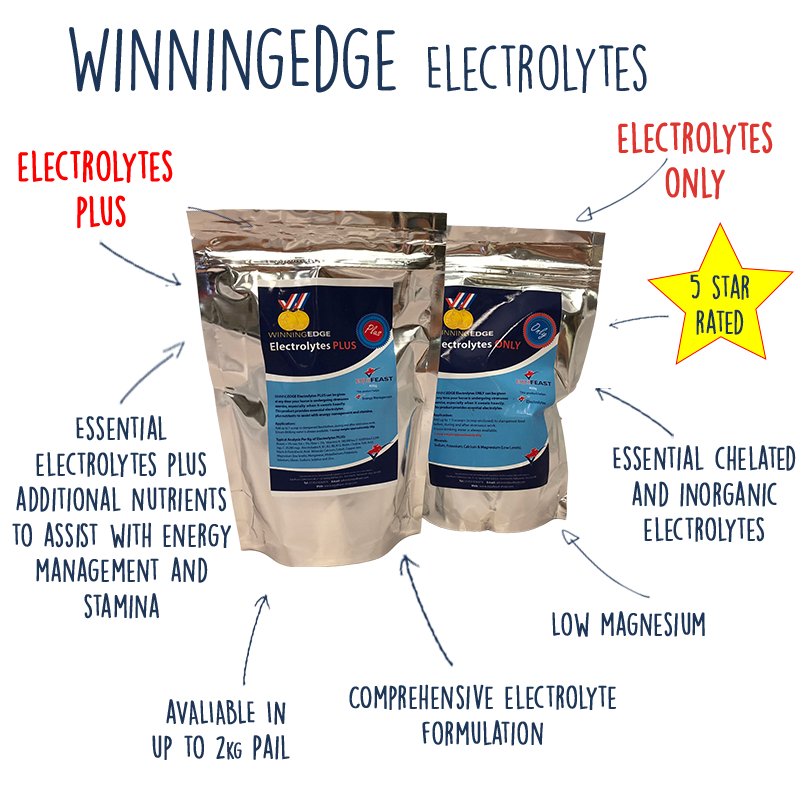 In the spotlight WINNINGEDGE Electrolytes EquiFeast Horse feeds & supplements