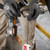 48228825 Milwaukee 2.2kg (5Lbs) 50in Retractable Tool Lanyard