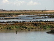 Mersea Island | Cudmore Grove Country Park  | Dallaswear