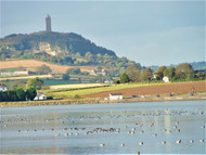 Strangford Lough & Castle Espie | Dallaswear