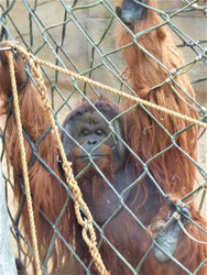 Visiting ​Colchester Zoo | Zoo Residents | Dallaswear