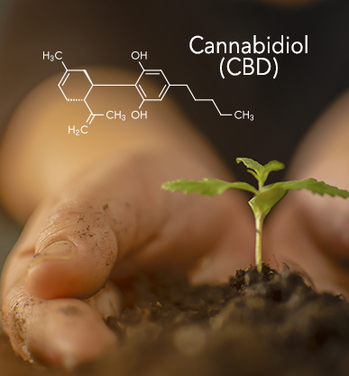 CBD Chemical Equation CBD Chemical Equation