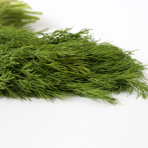 Fresh Vegetables - Dill Weed (AB) - 12 bundle