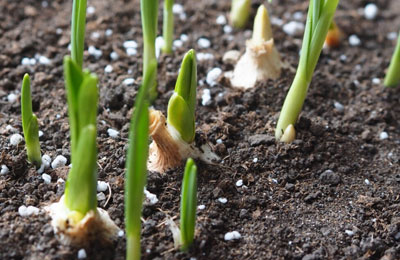 Learn How to Grow Garlic in Pots and You Might Never Have to Buy the Store Stuff