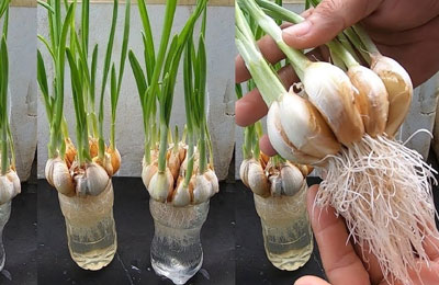 Growing Garlic in Plastic Bottles | How to grow garlic at home