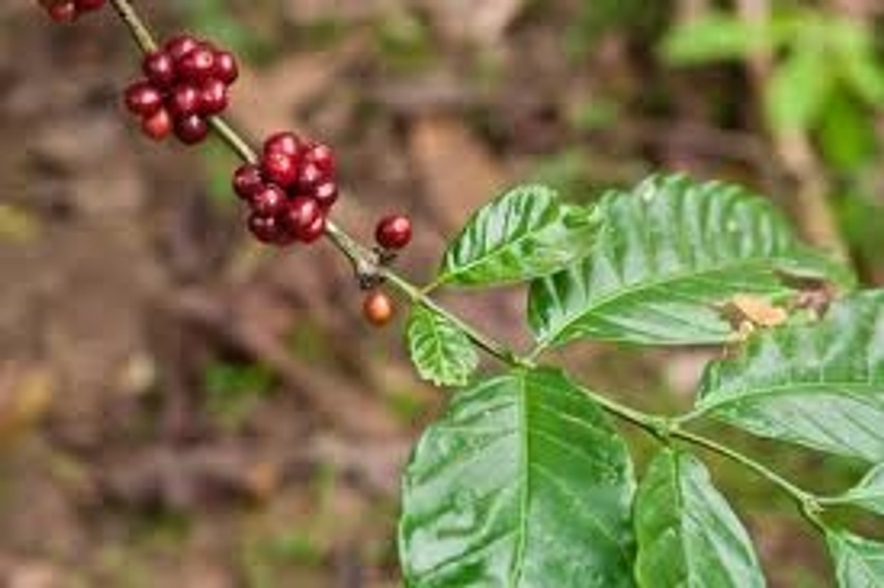 Fine Robusta Fine Robusta