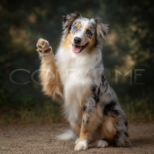 AUS001 "Barkley" Australian Shepard