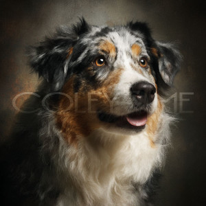 AUS002 "Bailey" Australian Shepard