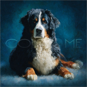 BER003 "Cash" Bernese Mountain Dog