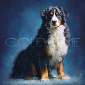 BER004 "Cash" Bernese Mountain Dog