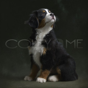 BER006 "Ash" Bernese Mountain Dog Puppy