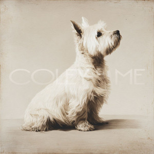 WES001 "Floyd" West Highland White Terrier