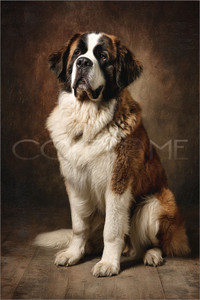 STB001 "Bo" Saint Bernard