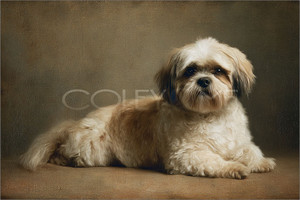 SHI002 "Gizmo" Shi Tzu