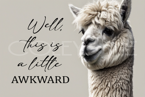 LLAM001 "Beatrice" Llama Well This is a Little Awkward