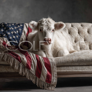 AME025 "Pearl" Highland Cow On Couch With American Flag 4