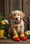GRB001  "Millie" Golden Retriever Puppy in Rain Boots