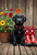 LRB008  "Coal" Black Labrador Retriever Puppy with Rain Boots